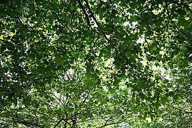 《怪物猎人物语2：破灭之翼》第五弹免费更新发布 共斗怪物黑龙上线